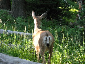 Deer on Trail