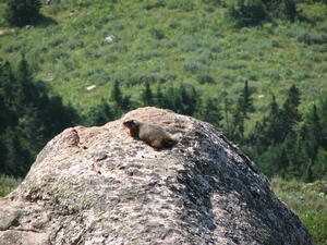 Marmut Sunning