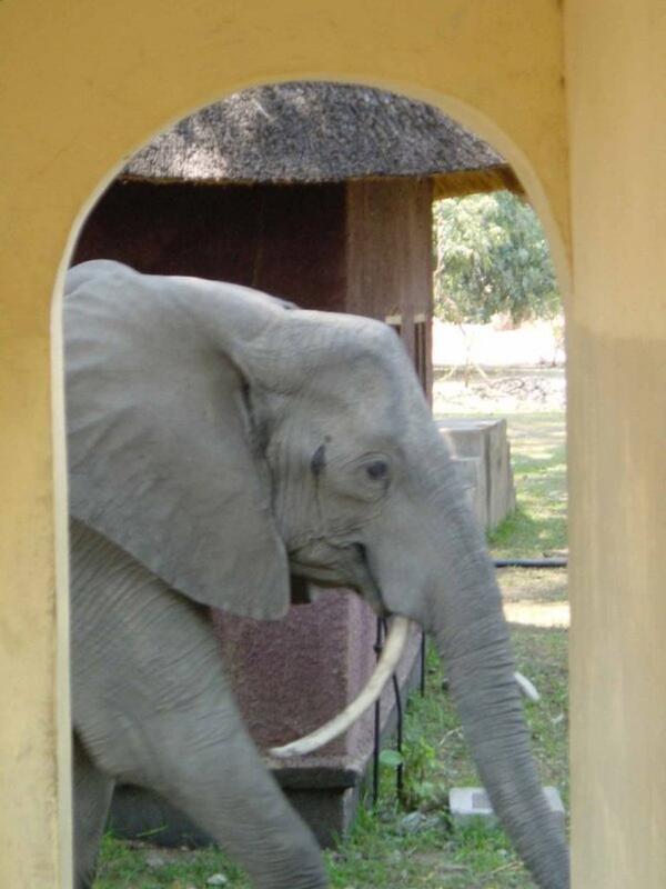 Territorial Elephant