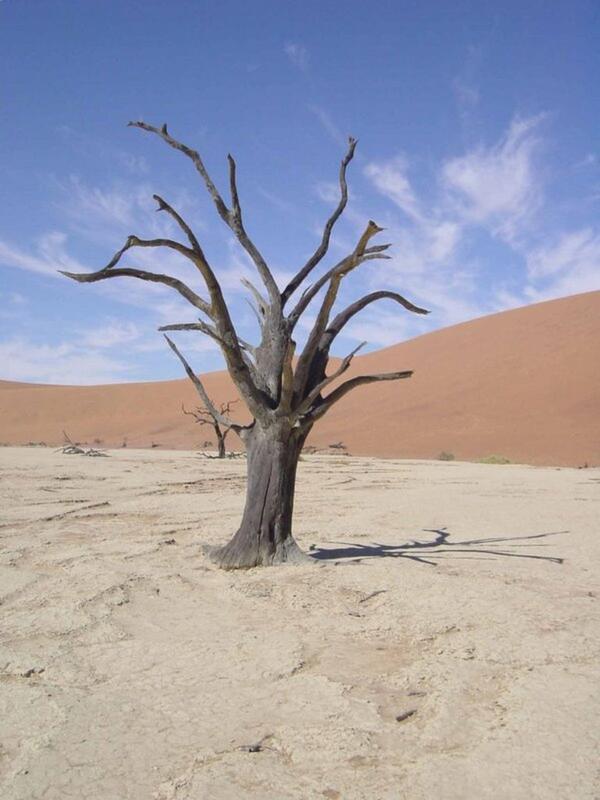 Dead Vlei