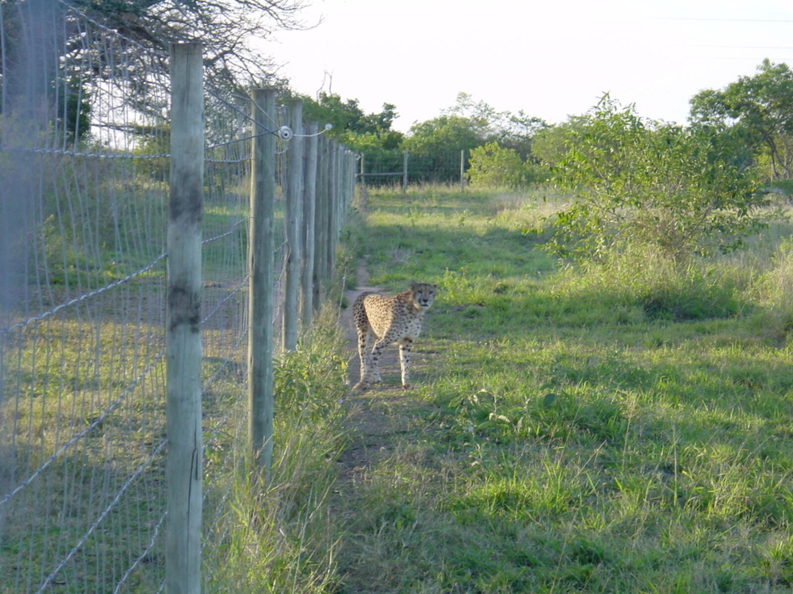 Cheetah Rehabilitation Center