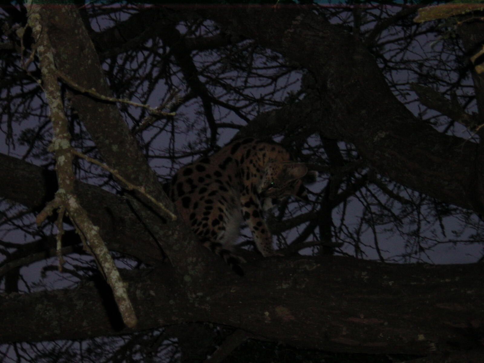 Serval in Tree