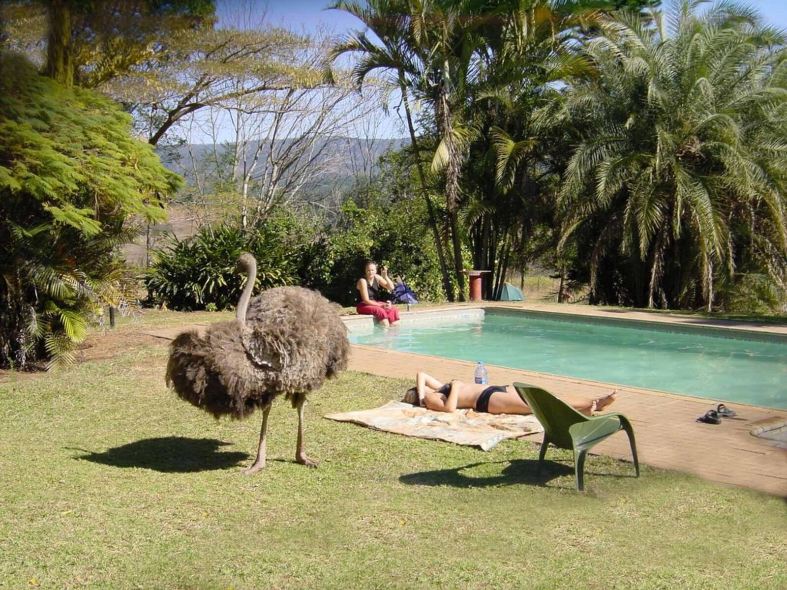 Poolside Ostrich