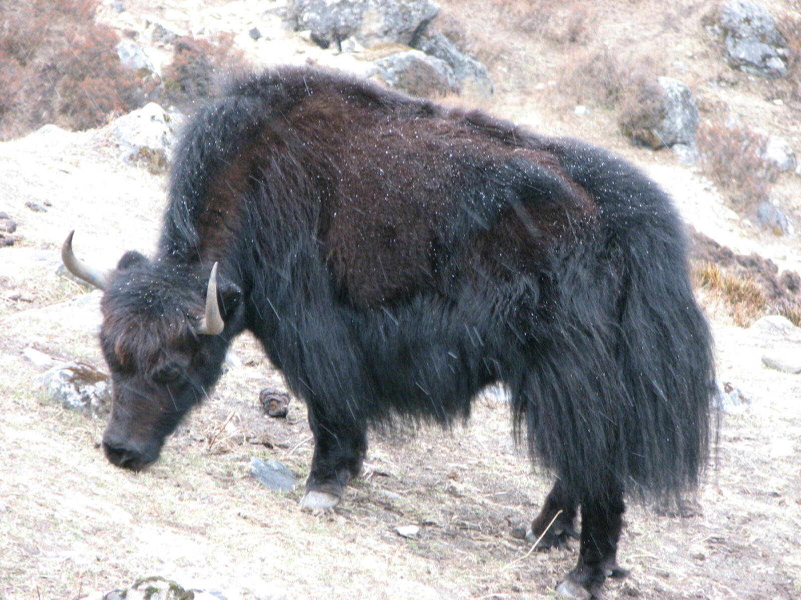 Snowy Yak