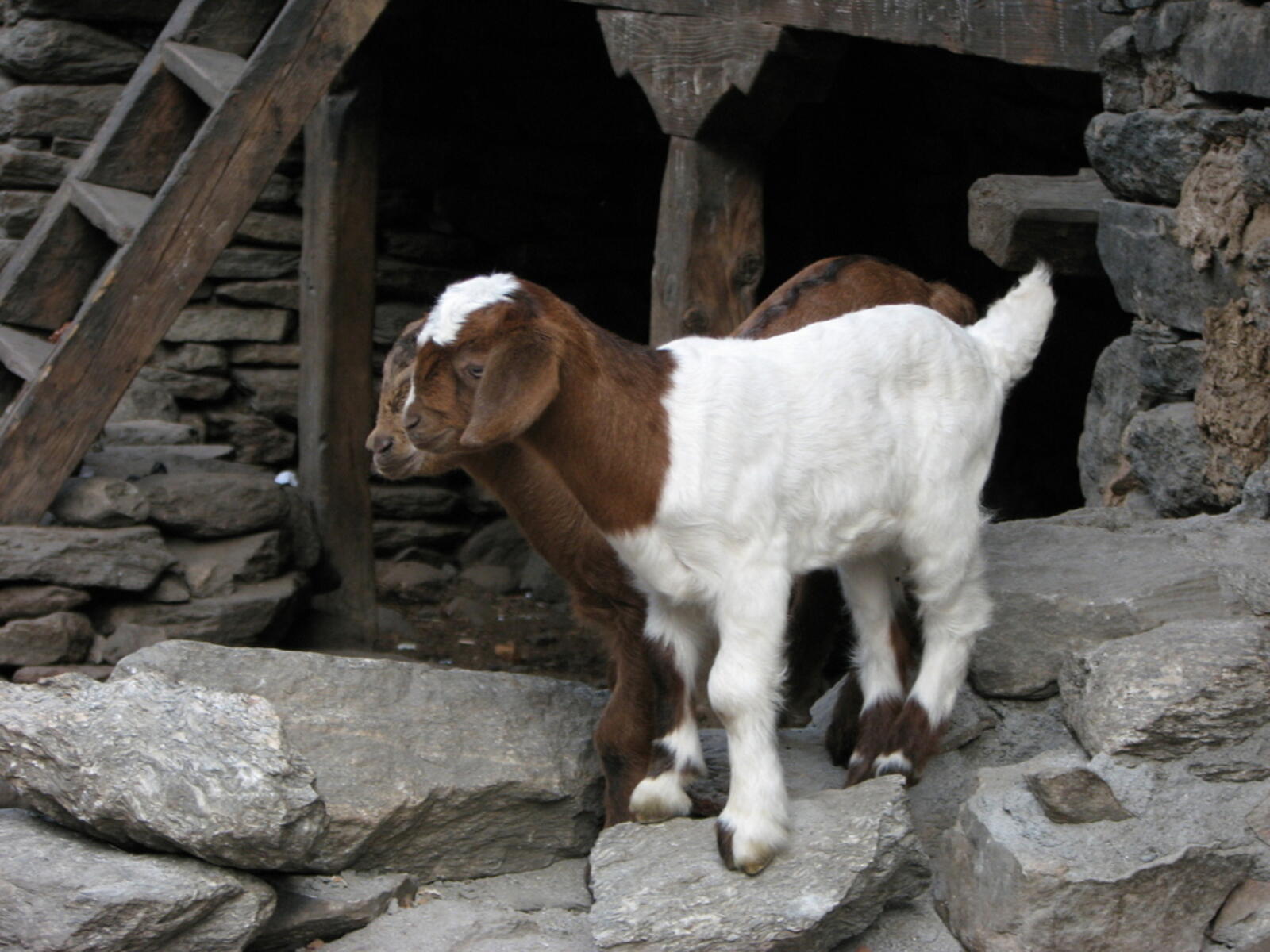 Baby Goats
