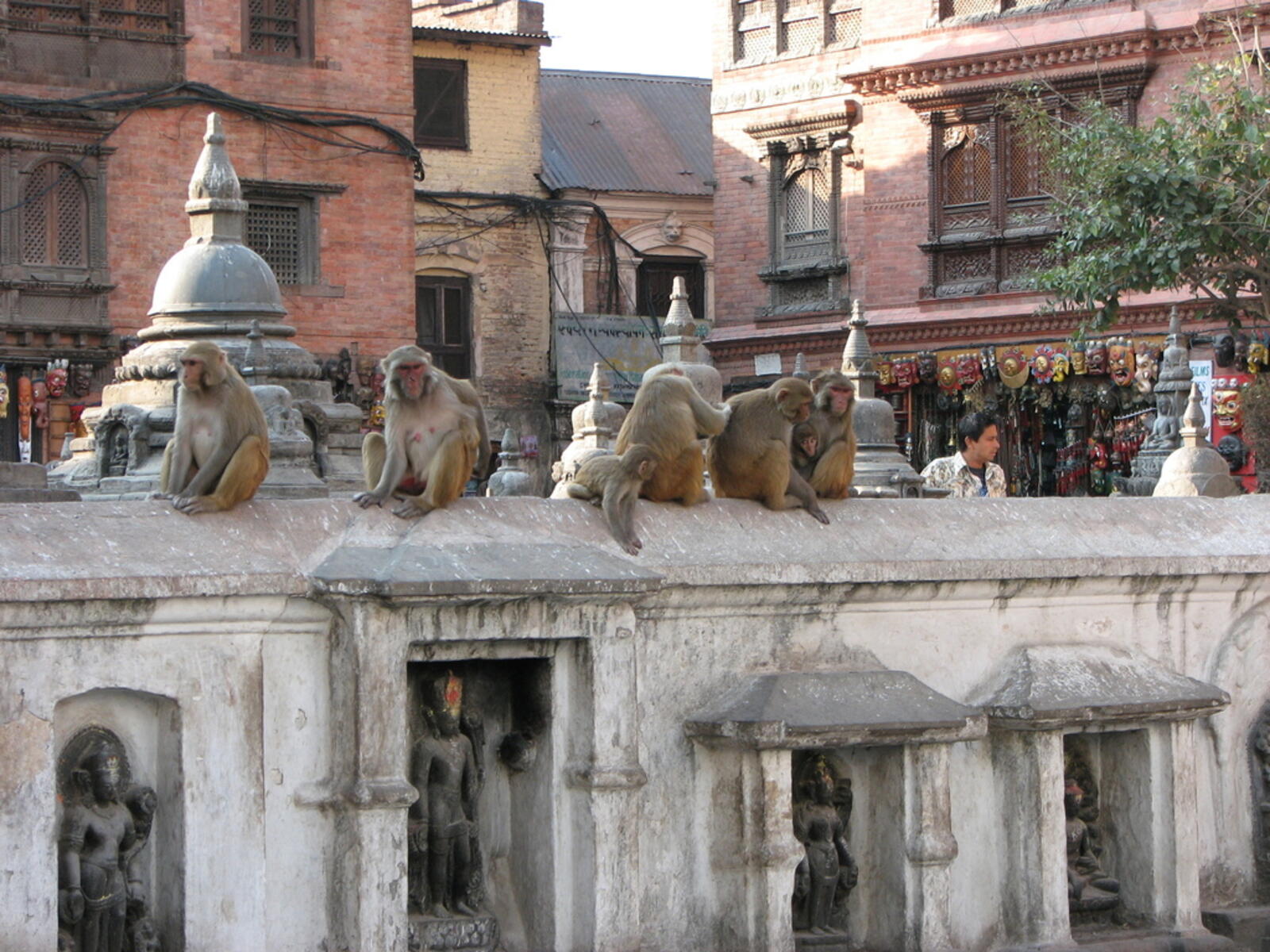 Swayambhunath Monkeys