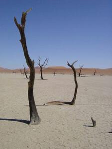 Dead Vlei