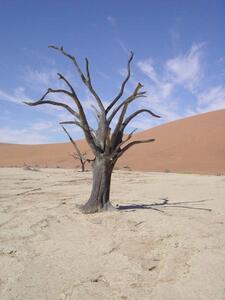 Dead Vlei
