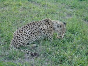 Cheetah Feeding