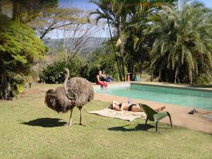 Poolside Ostrich