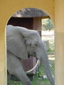 Territorial Elephant